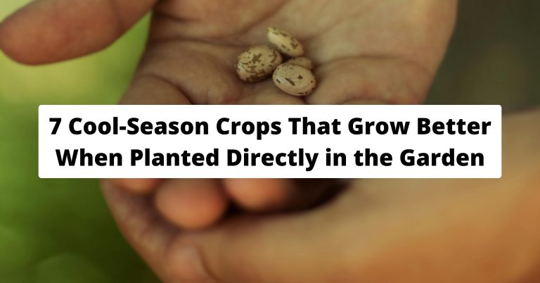 healthy seedling spinach lettuce garden crops