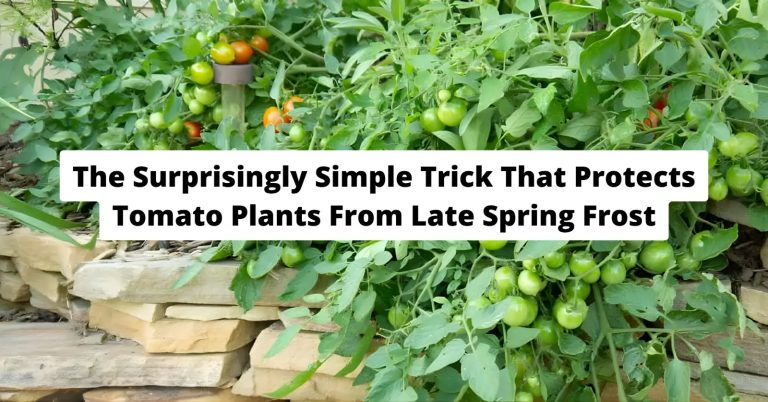 Tomato plant covered with plastic teepee greenhouse for frost protection