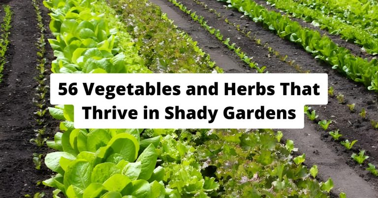 Shady vegetable garden bed with lettuce, spinach, and kale growing under trees