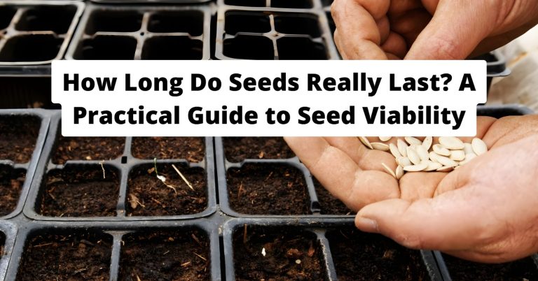 Old seed packets sorted by vegetable type for viability check