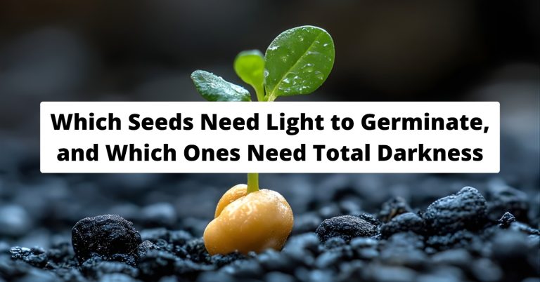 Lettuce seeds scattered on soil surface for light germination