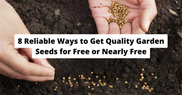 Seed libraries allow gardeners to “borrow” seeds, grow plants, and return saved seeds after harvest.