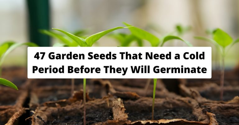 Cold Stratification Seeds