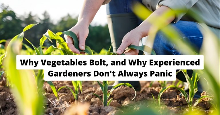 how to stop bolting in vegetables