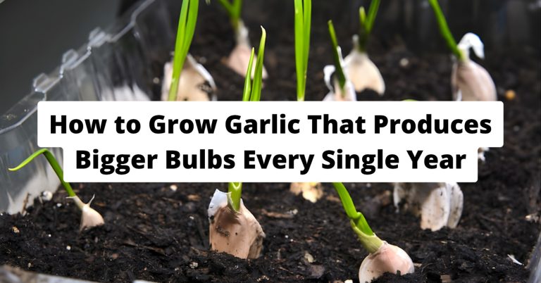 how to grow big garlic bulbs