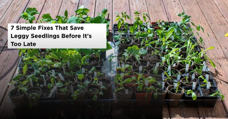 7 Seedling Fixes to Save Leggy Seedlings Fast