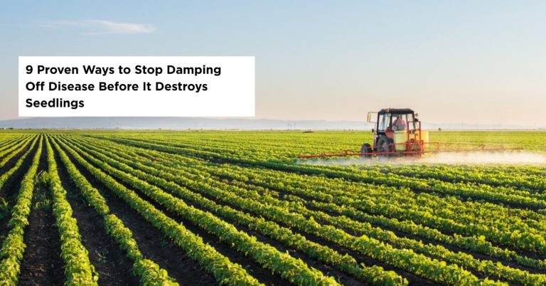 damping off seedlings