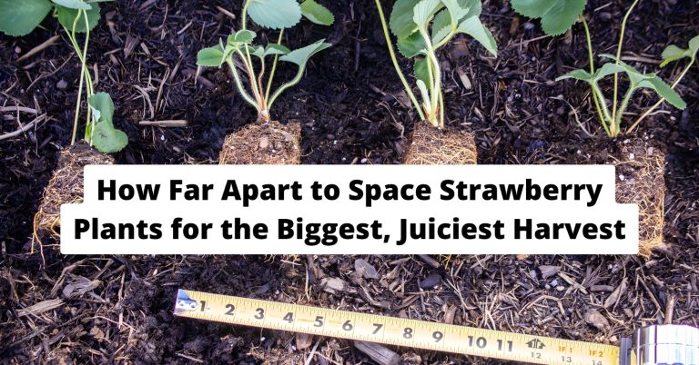 strawberry plant spacing