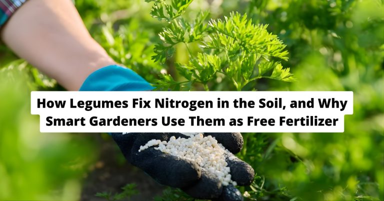 how legumes fix nitrogen