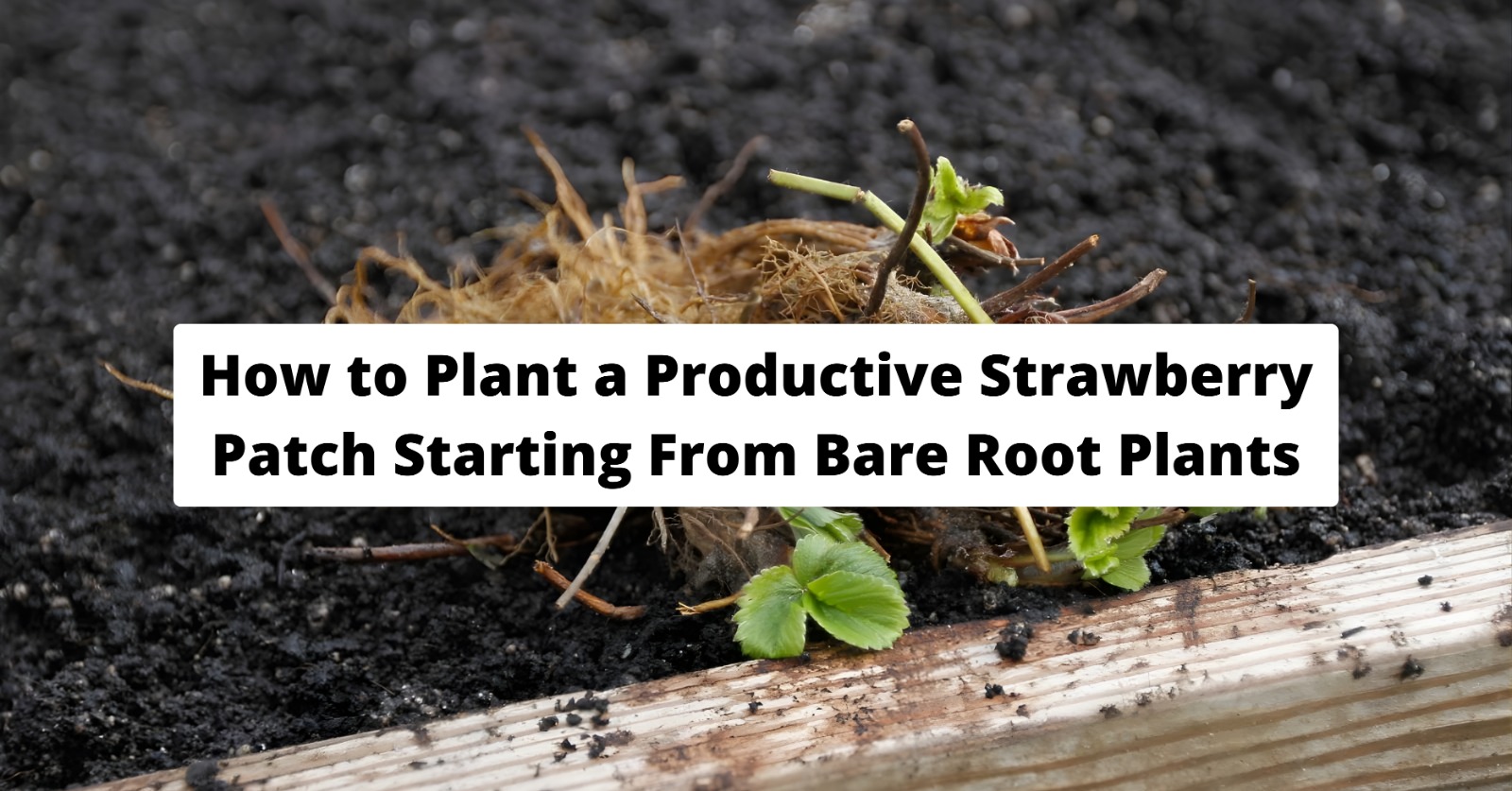 How to Plant a Productive Strawberry Patch Starting From Bare Root Plants