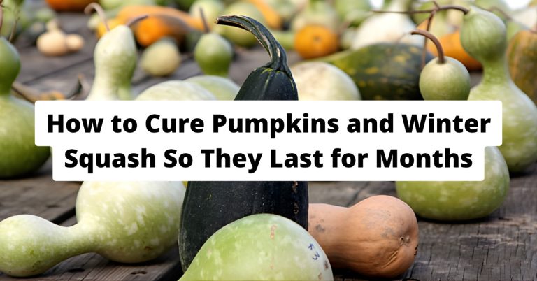 how to cure winter squash