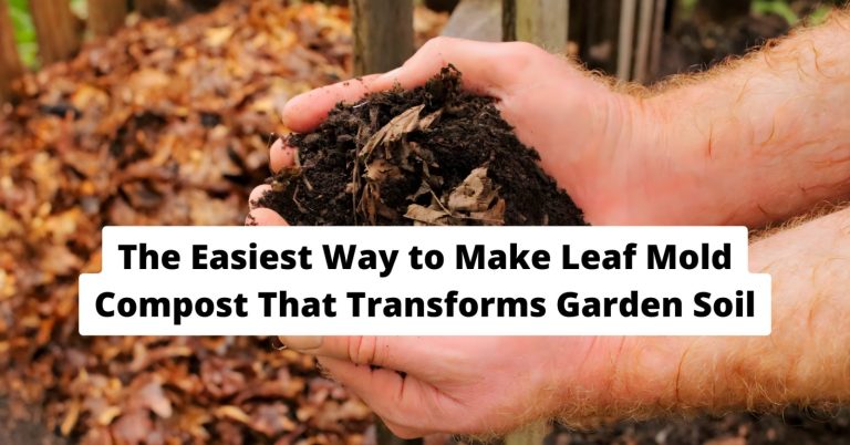 leaf mold compost