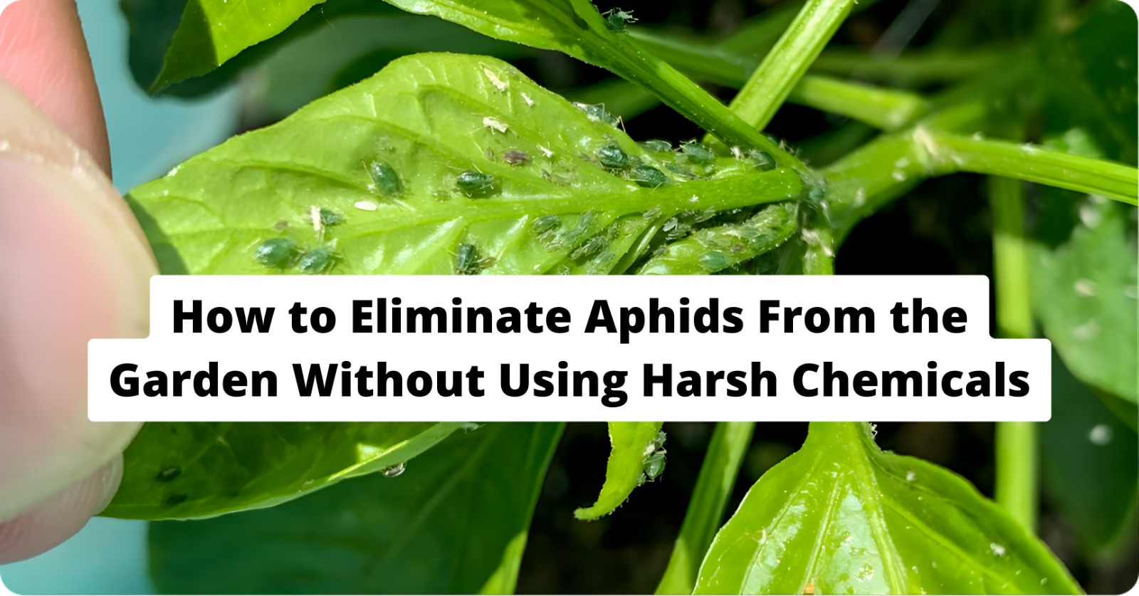 How to Eliminate Aphids From the Garden Without Using Harsh Chemicals