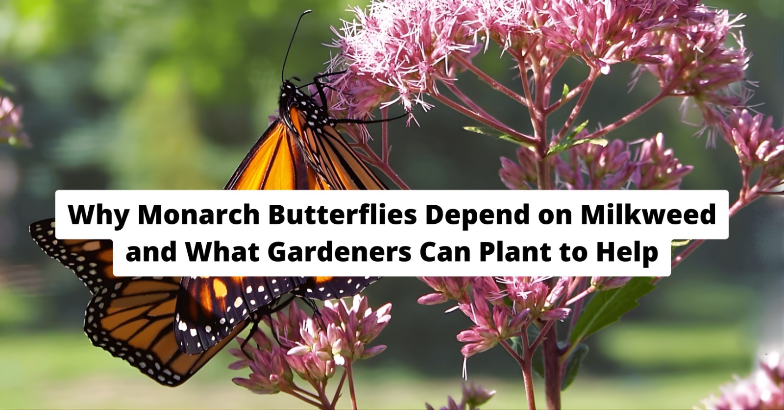 Why Monarch Butterflies Depend on Milkweed and What Gardeners Can Plant to Help