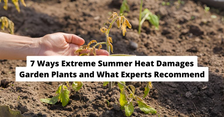 summer heat garden plants