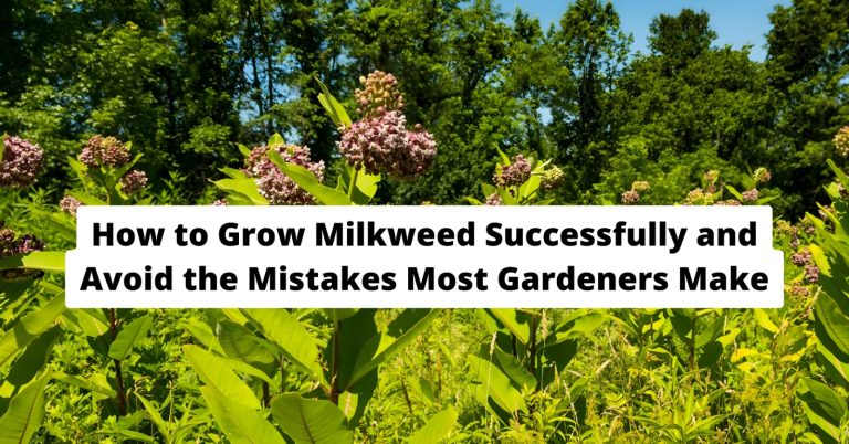How to Grow Milkweed Successfully and Avoid the Mistakes Most Gardeners Make