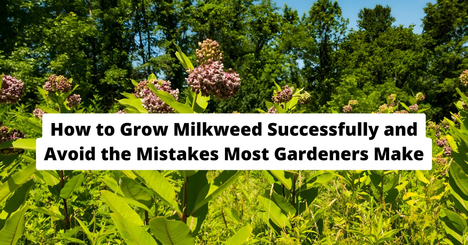 How to Grow Milkweed Successfully and Avoid the Mistakes Most Gardeners Make