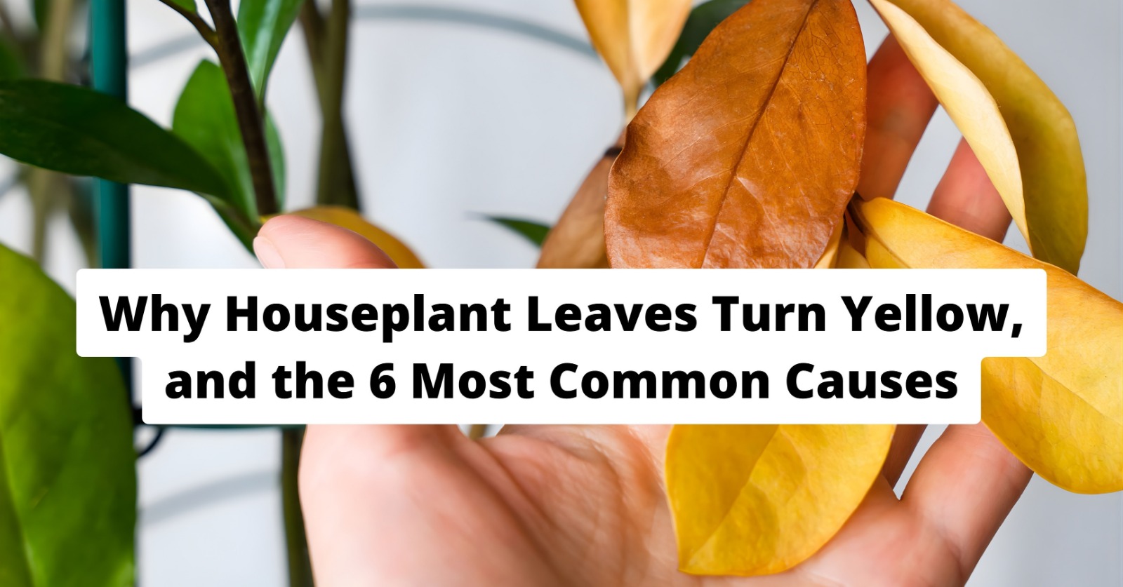 Why Houseplant Leaves Turn Yellow and the 6 Most Common Causes