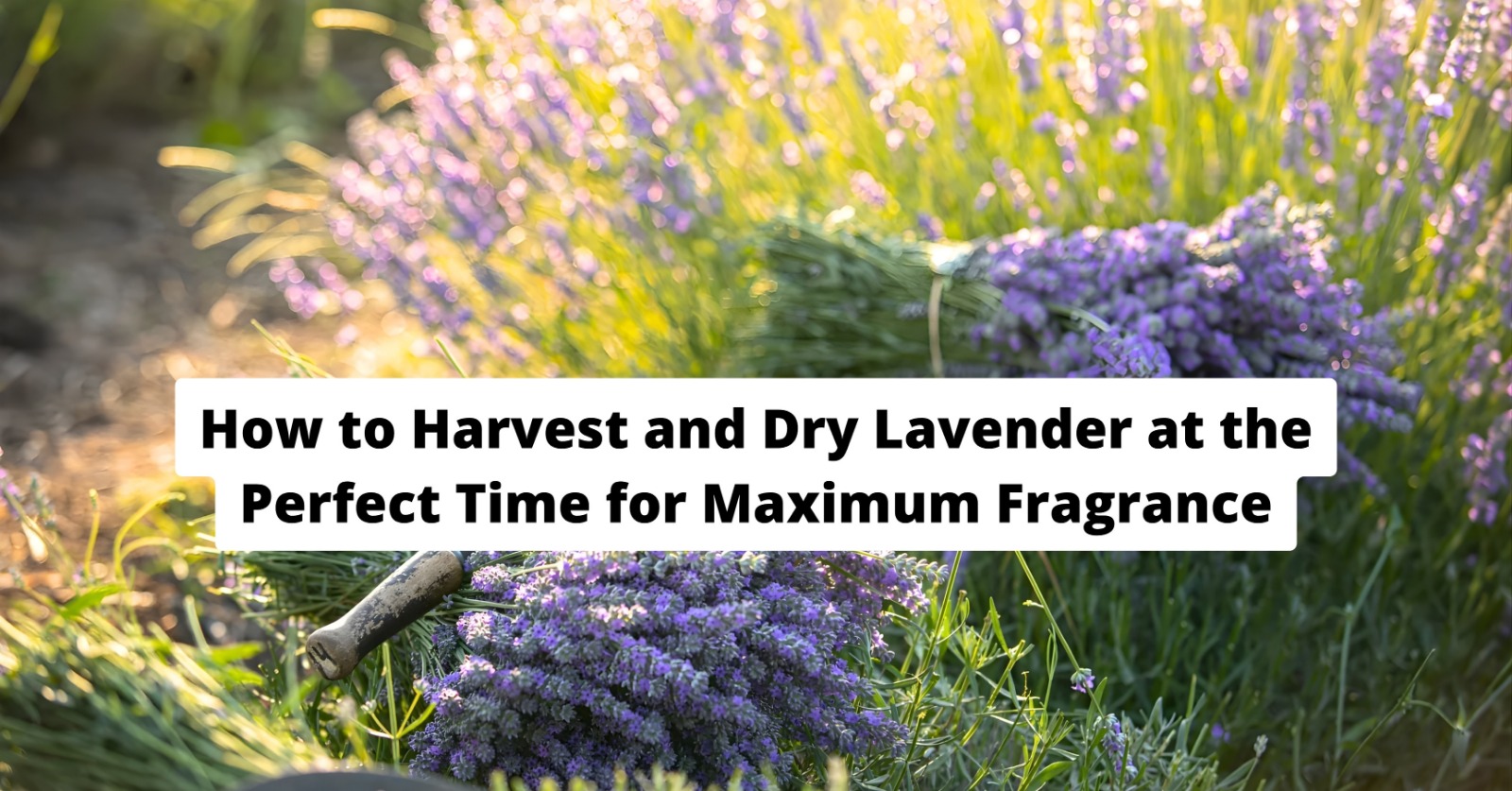 How to Harvest and Dry Lavender at the Perfect Time for Maximum Fragrance