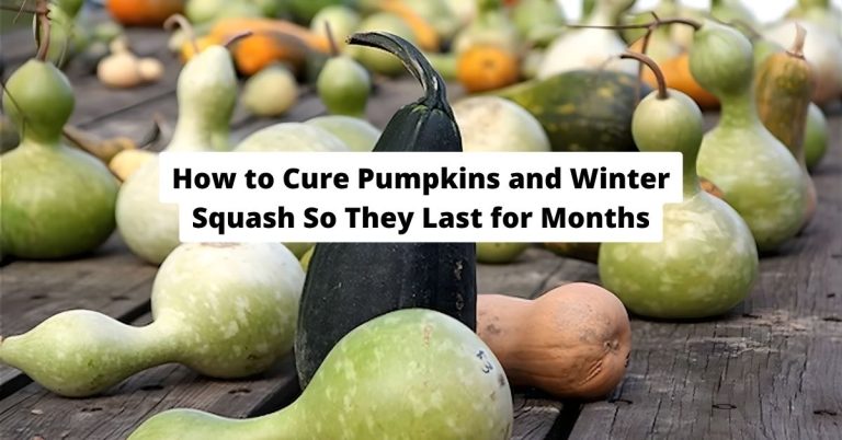 How to Cure Pumpkins and Winter Squash So They Last for Months