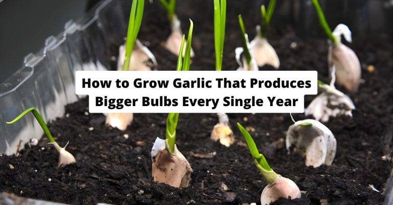 How to Grow Garlic That Produces Bigger Bulbs Every Single Year