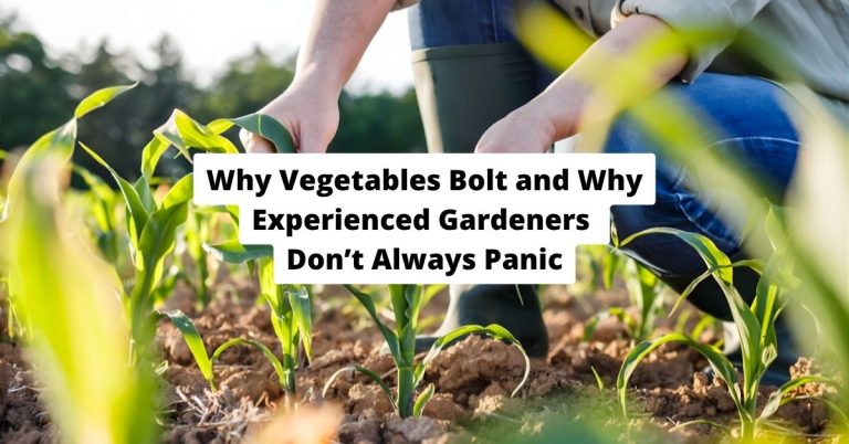 Why Vegetables Bolt and Why Experienced Gardeners Don’t Always Panic
