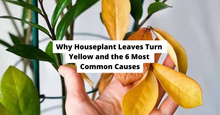 Why Houseplant Leaves Turn Yellow and the 6 Most Common Causes
