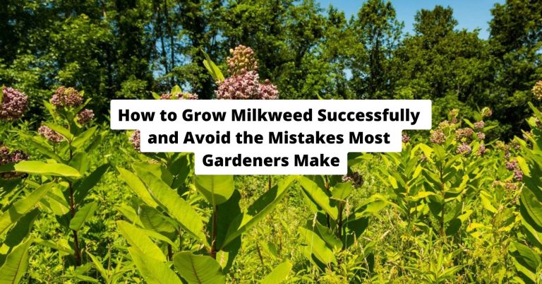 How to Grow Milkweed Successfully and Avoid the Mistakes Most Gardeners Make