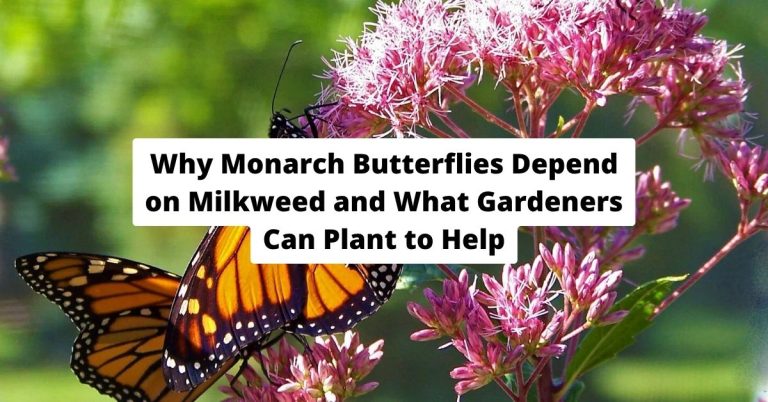 Why Monarch Butterflies Depend on Milkweed and What Gardeners Can Plant to Help