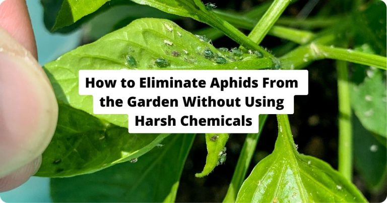 How to Eliminate Aphids From the Garden Without Using Harsh Chemicals