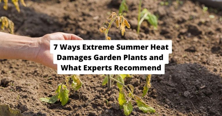 7 Ways Extreme Summer Heat Damages Garden Plants and What Experts Recommend