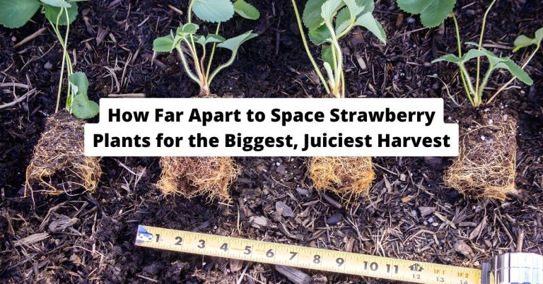 How Far Apart to Space Strawberry Plants for the Biggest, Juiciest Harvest