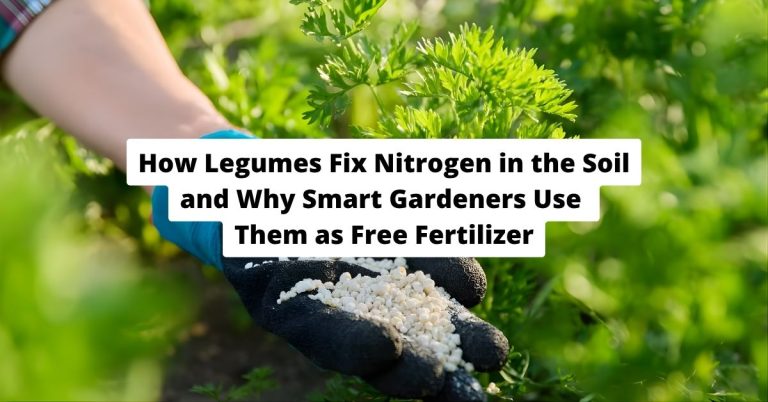 How Legumes Fix Nitrogen in the Soil and Why Smart Gardeners Use Them as Free Fertilizer