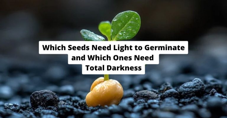 Which Seeds Need Light to Germinate and Which Ones Need Total Darkness