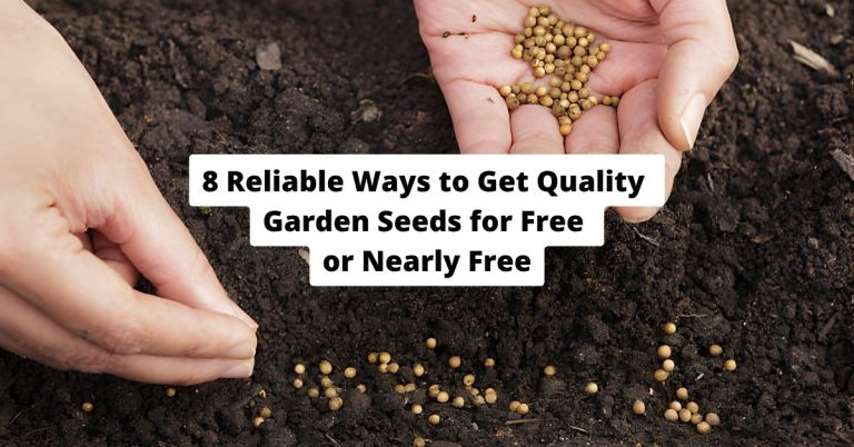 8 Reliable Ways to Get Quality Garden Seeds for Free or Nearly Free