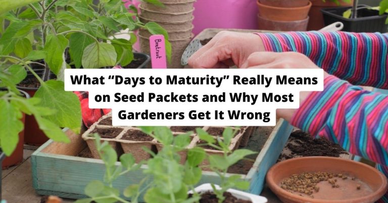 What “Days to Maturity” Really Means on Seed Packets and Why Most Gardeners Get It Wrong