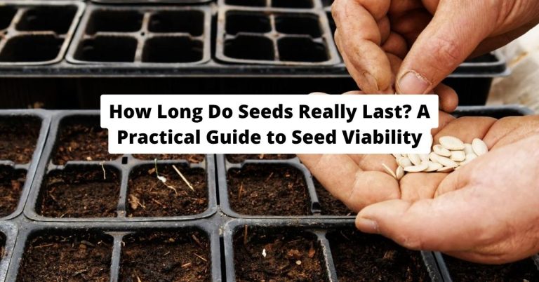 How Long Do Seeds Really Last? A Practical Guide to Seed Viability