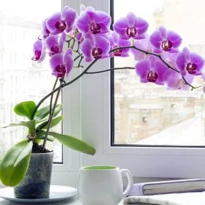 8 Common Houseplant Myths That Plant Experts Want You to Stop Believing