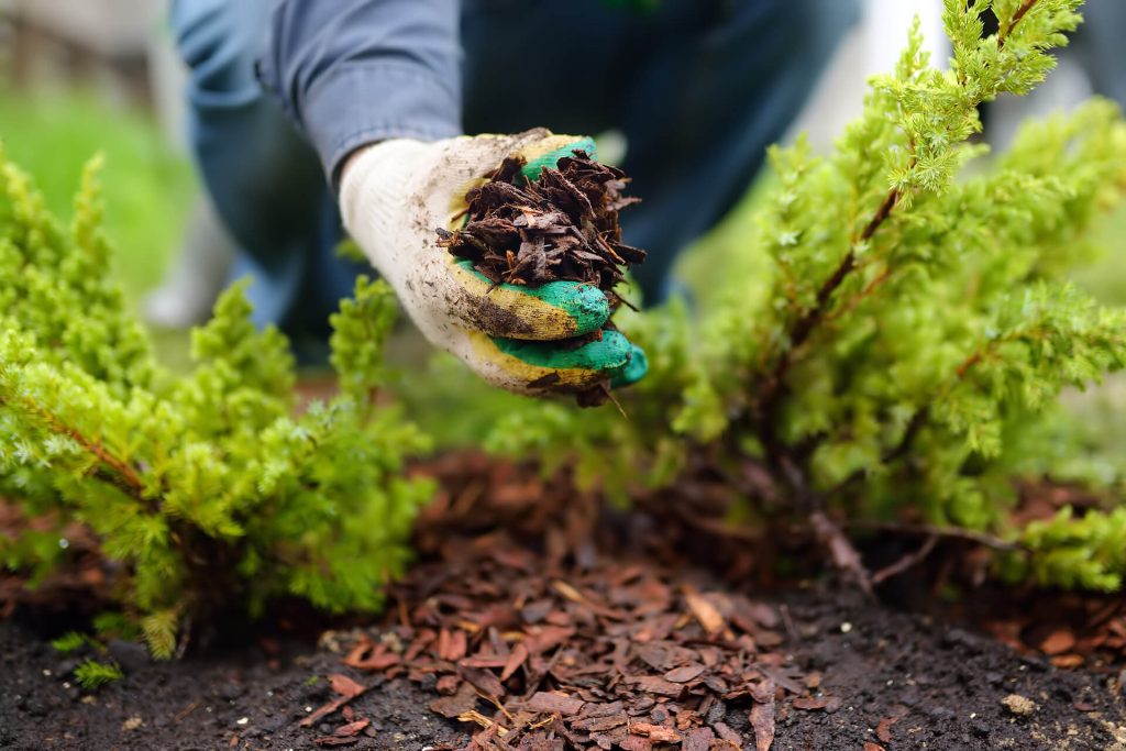 Why Mulch Is the Most Underrated Tool in Every Gardener’s Arsenal