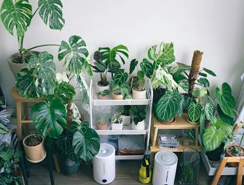 7 Houseplant Care Myths That Even Experienced Plant Owners Get Wrong