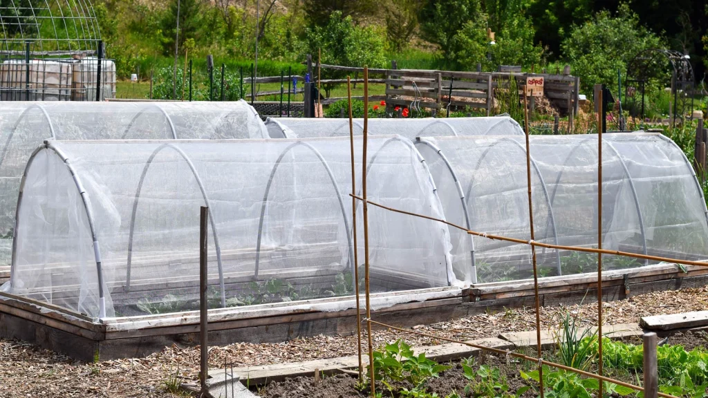 How to Extend the Growing Season by 4 to 8 Weeks With Simple Cold Protection