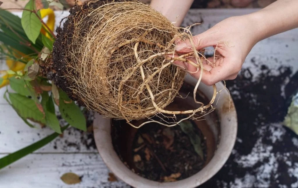 How to Repot a Houseplant Without Shocking It-A Step-by-Step Approach