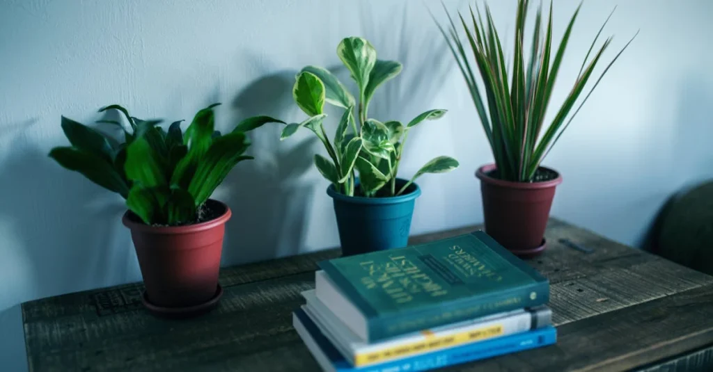 12 Houseplants That Thrive in Low Light-Even in Rooms Without Windows
