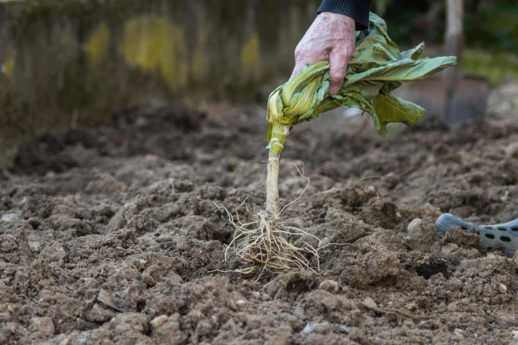 Close-up of cover crop roots penetrating garden soil, showing soil structure improvement
