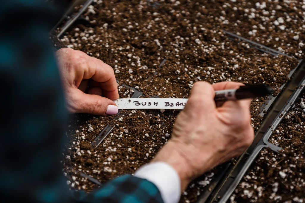 Gardener planting soaked seeds directly into prepared garden soil