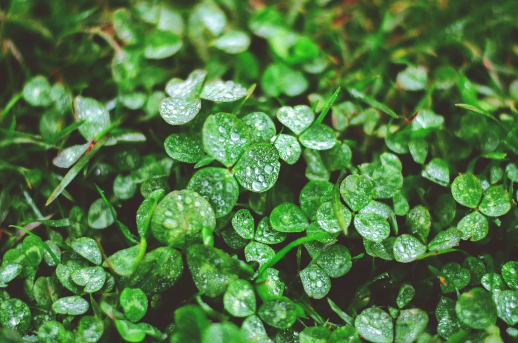 Lush green cover crop, such as clover or winter rye, growing in a garden bed