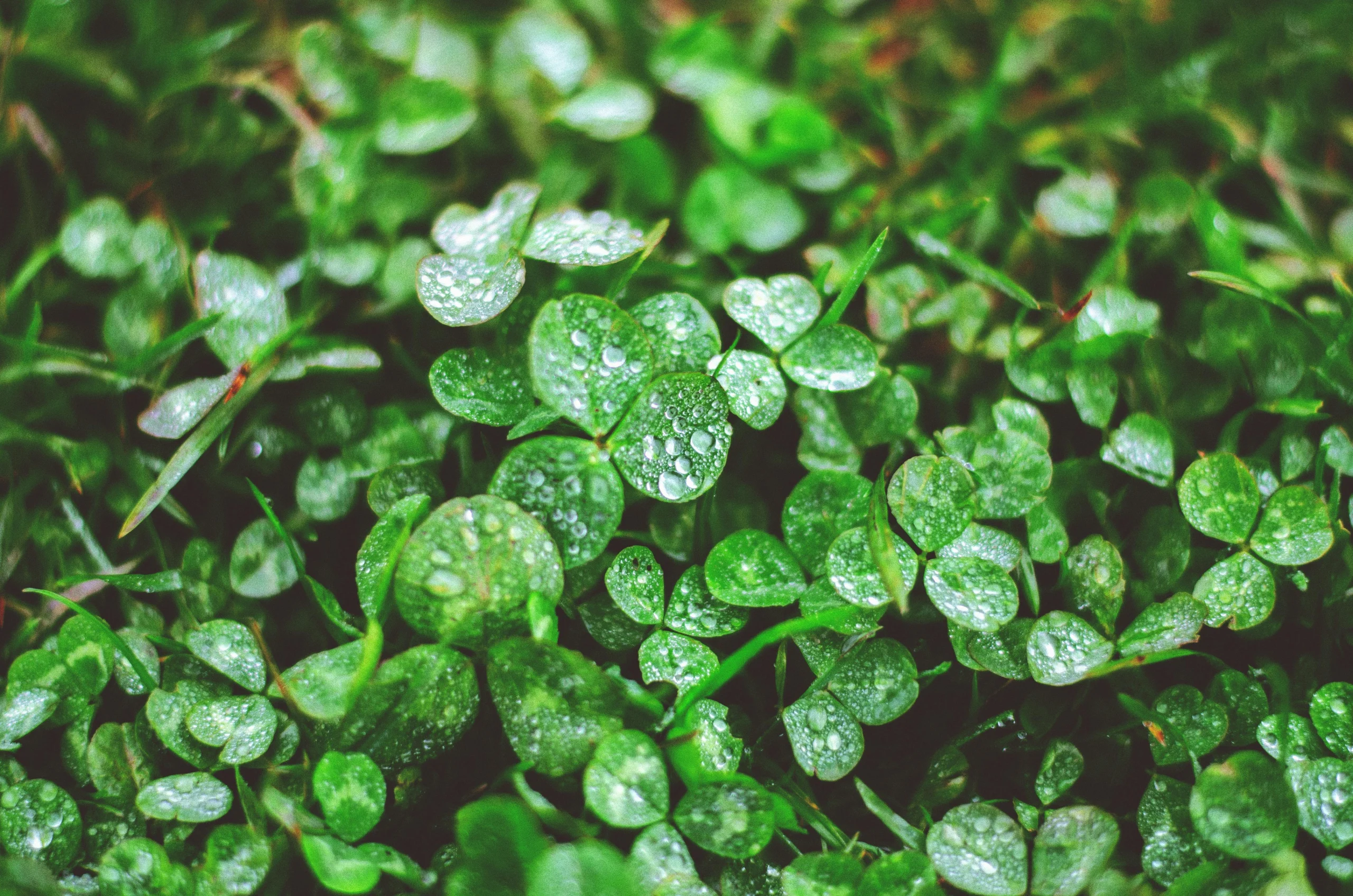 Lush green cover crop, such as clover or winter rye, growing in a garden bed