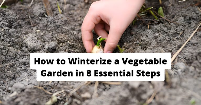 winterize vegetable garden