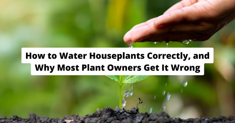 overwatered houseplant with soggy soil in pot