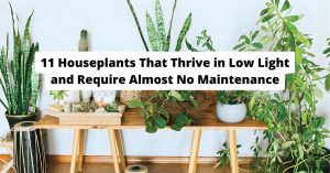 low light houseplants